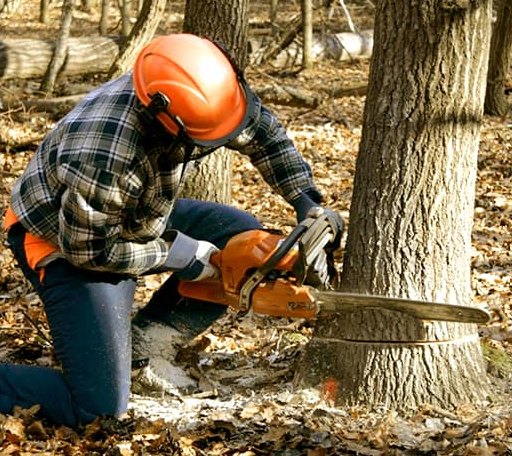Tree Removal in Grace, MS